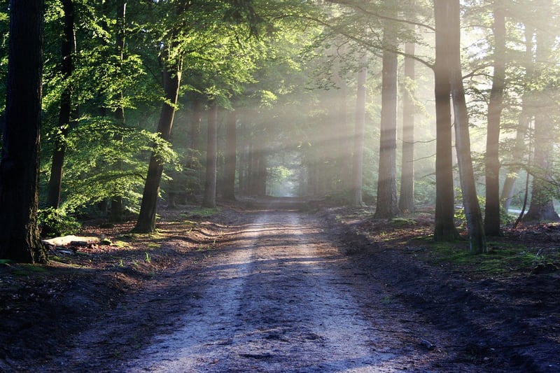 Mystic Trails
