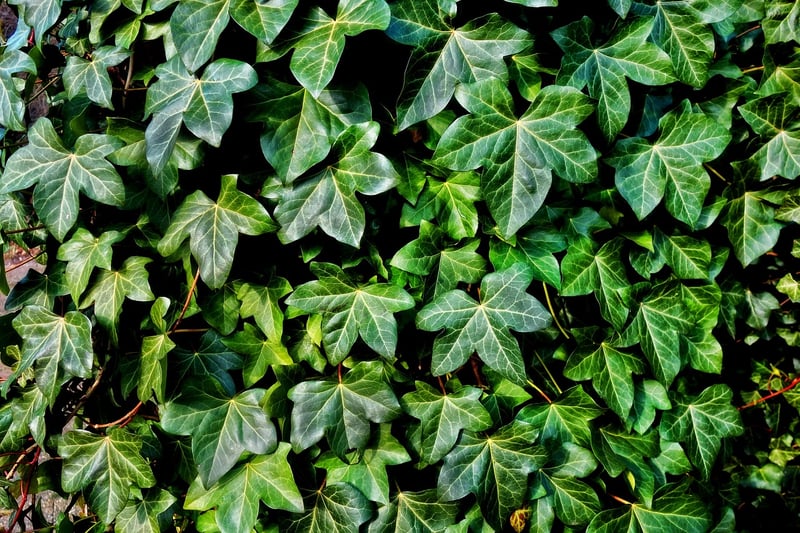Mythical Vines