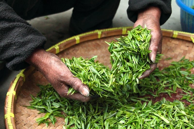 Scaley Leaves