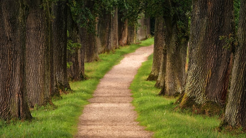 Whispering Paths