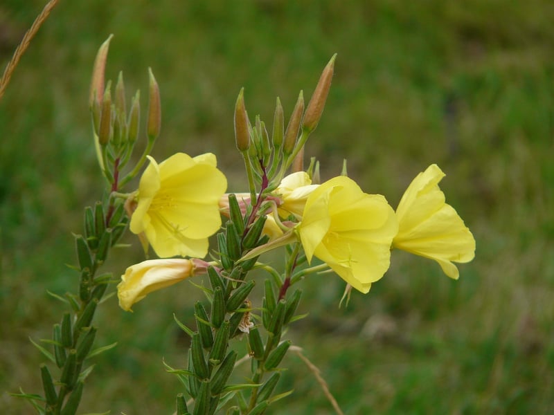 Enchanted Evening Primrose