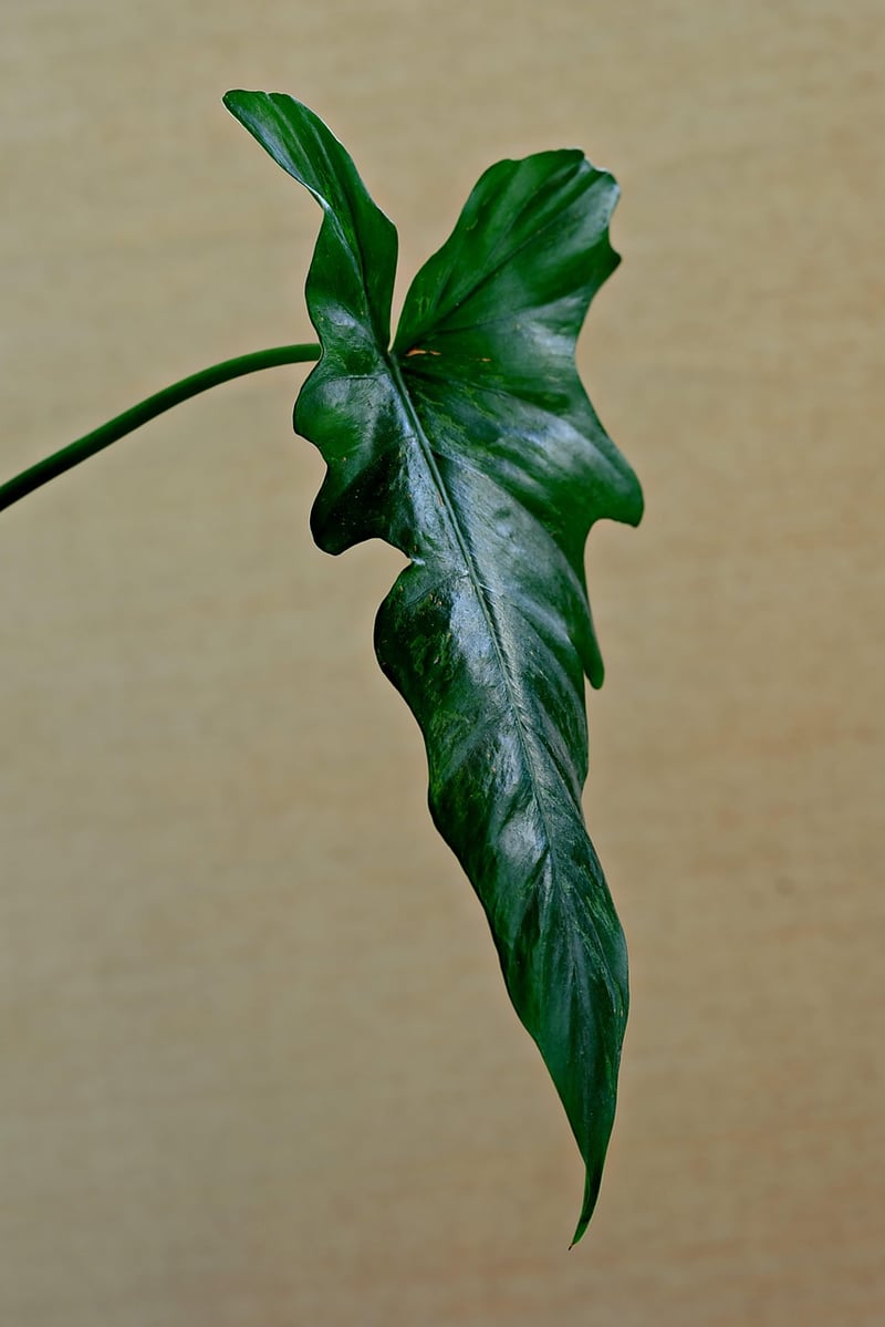 Moonflower Vine